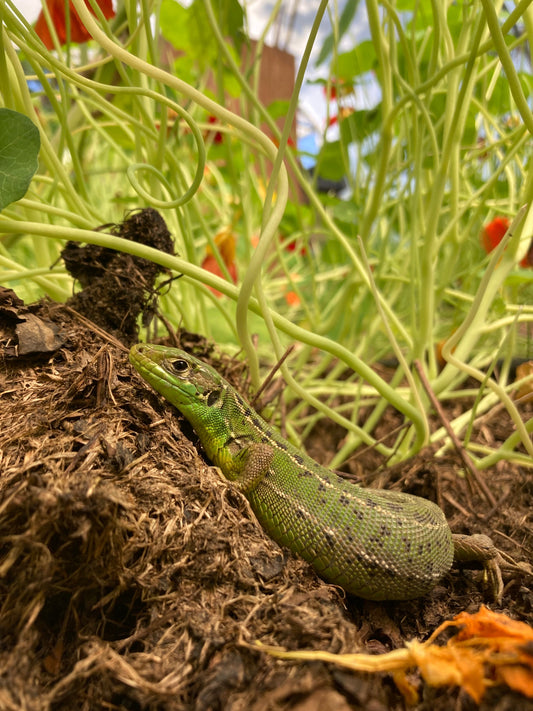 Lézard vert qui prend le soleil au pied des Capucines sous la serre