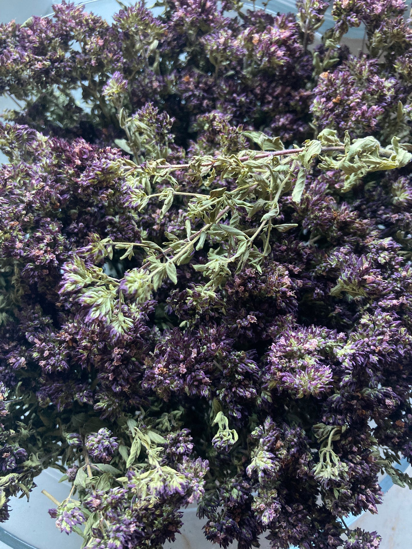 Tisane Origan et Basilic Tulsi image 4