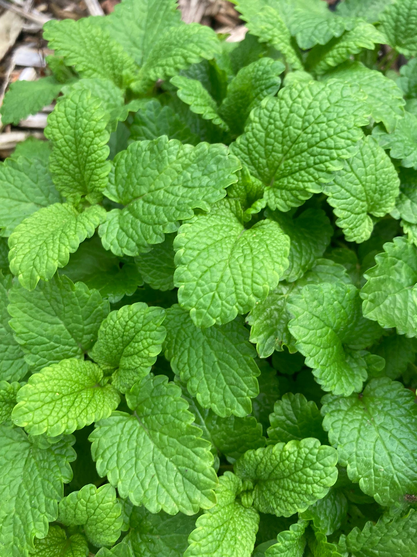 Tisane Mélisse et Basilic Thaï image 7