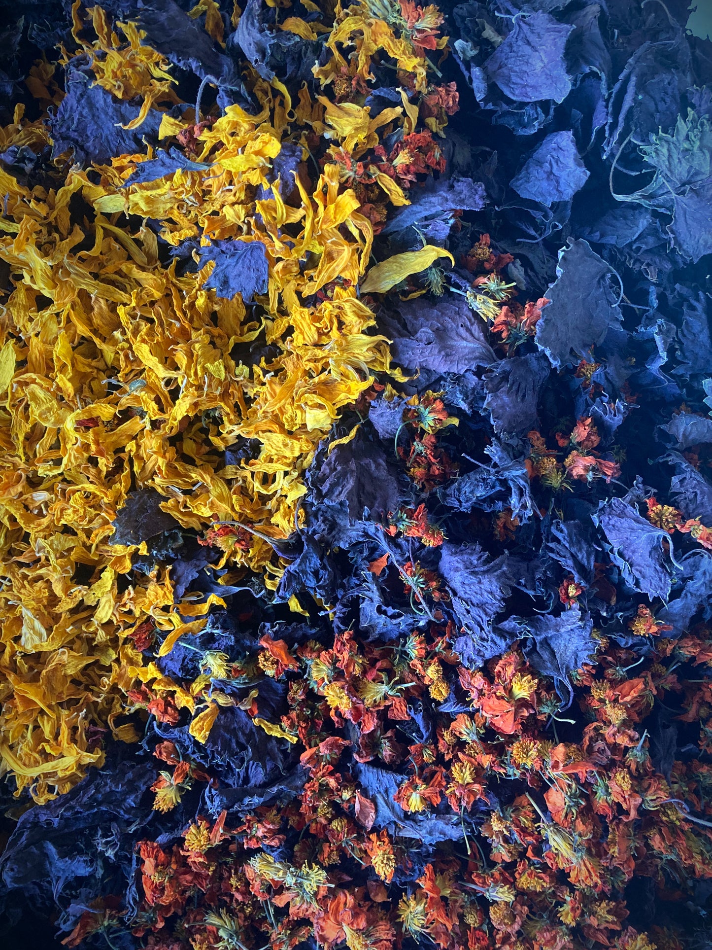 Tisane Shiso pourpre et Tournesol image 2