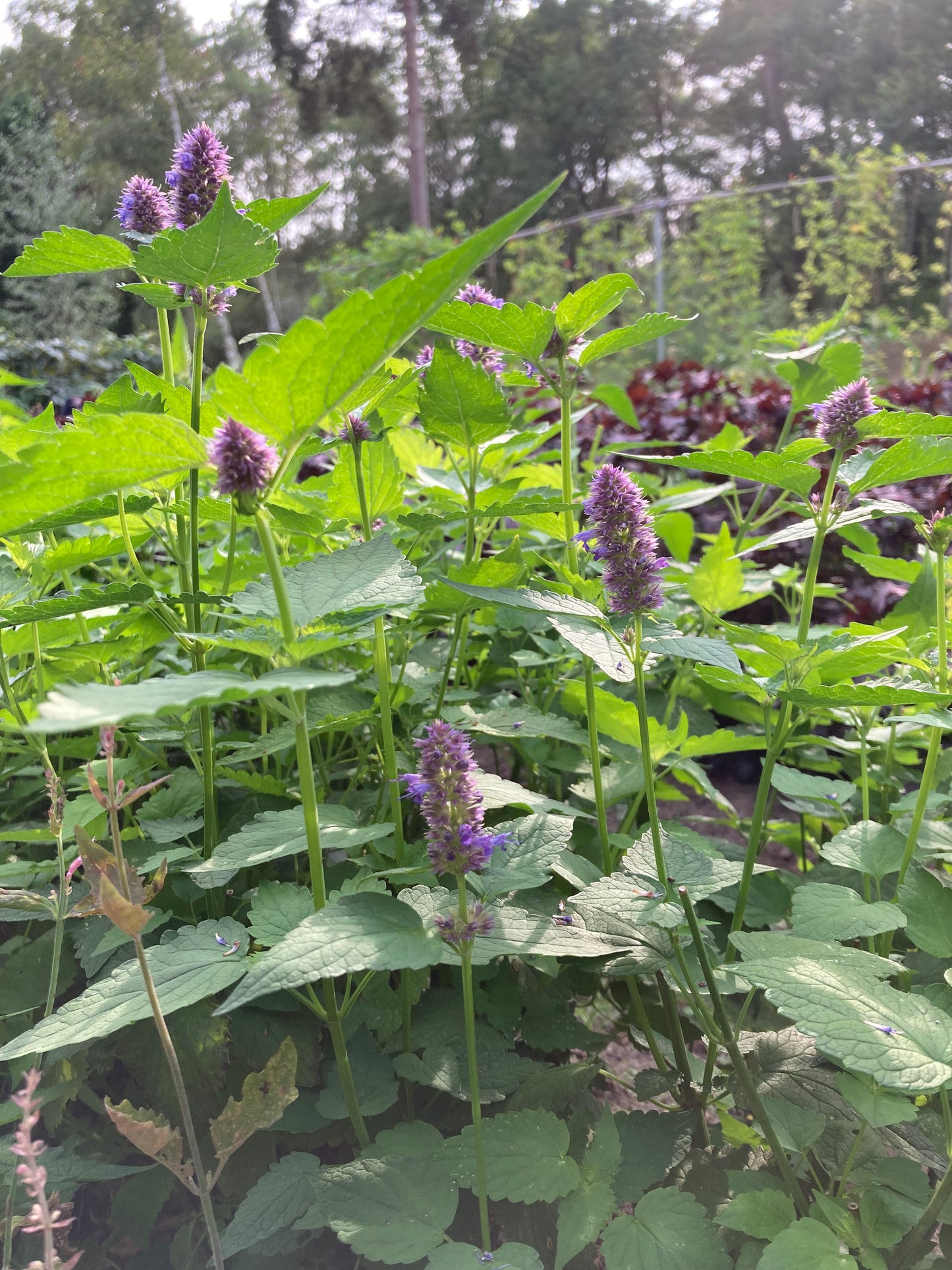 Tisane Agastache anisée image 2