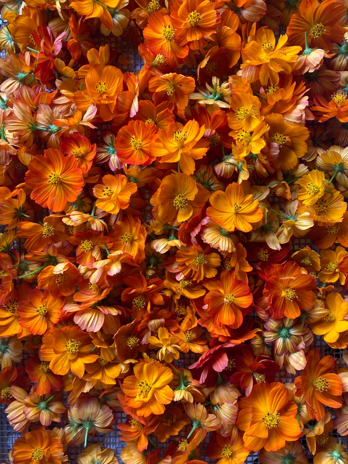 Mix aromatique Shiso pourpre X Tournesol image 8