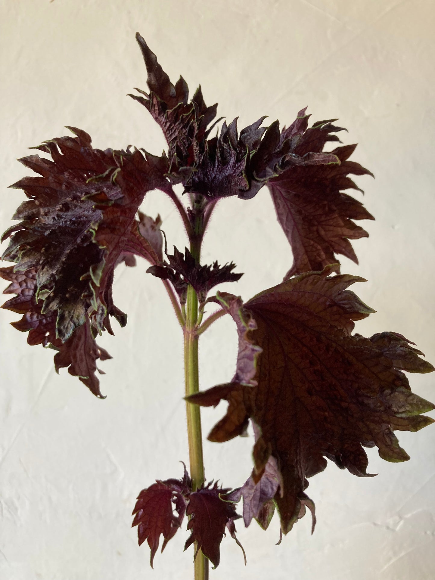 Tisane Shiso pourpre et Tournesol image 4