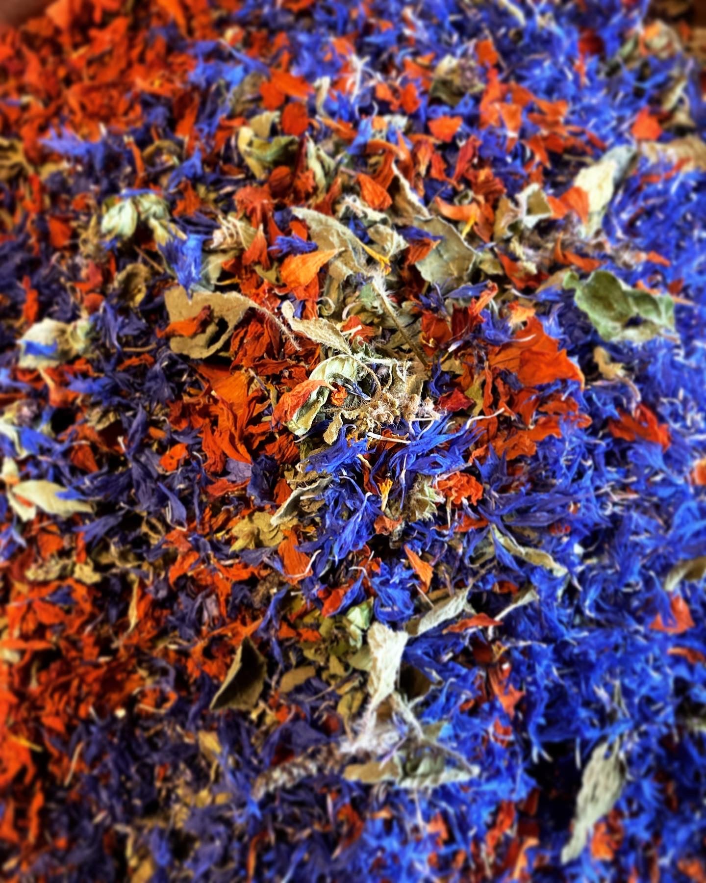 Tisane Origan et Basilic Tulsi image 3