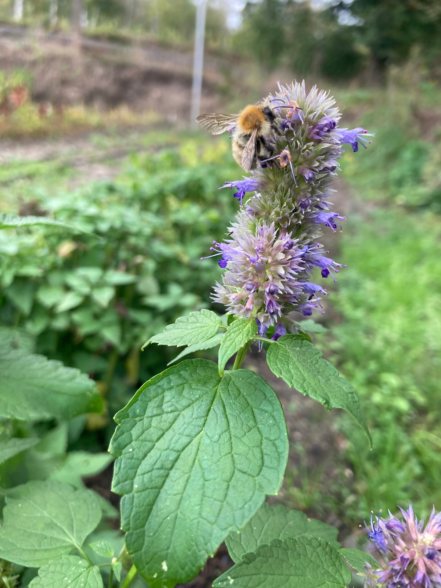 Tisane Agastache anisée image 3