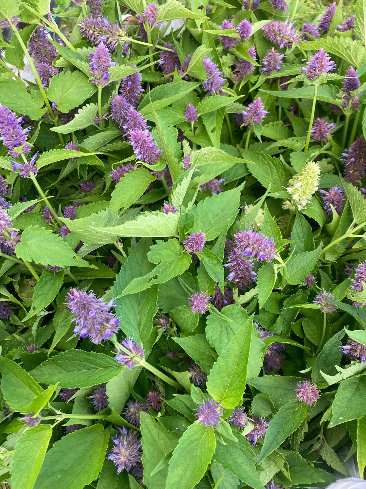 Mix aromatique Agastache anisée image 3