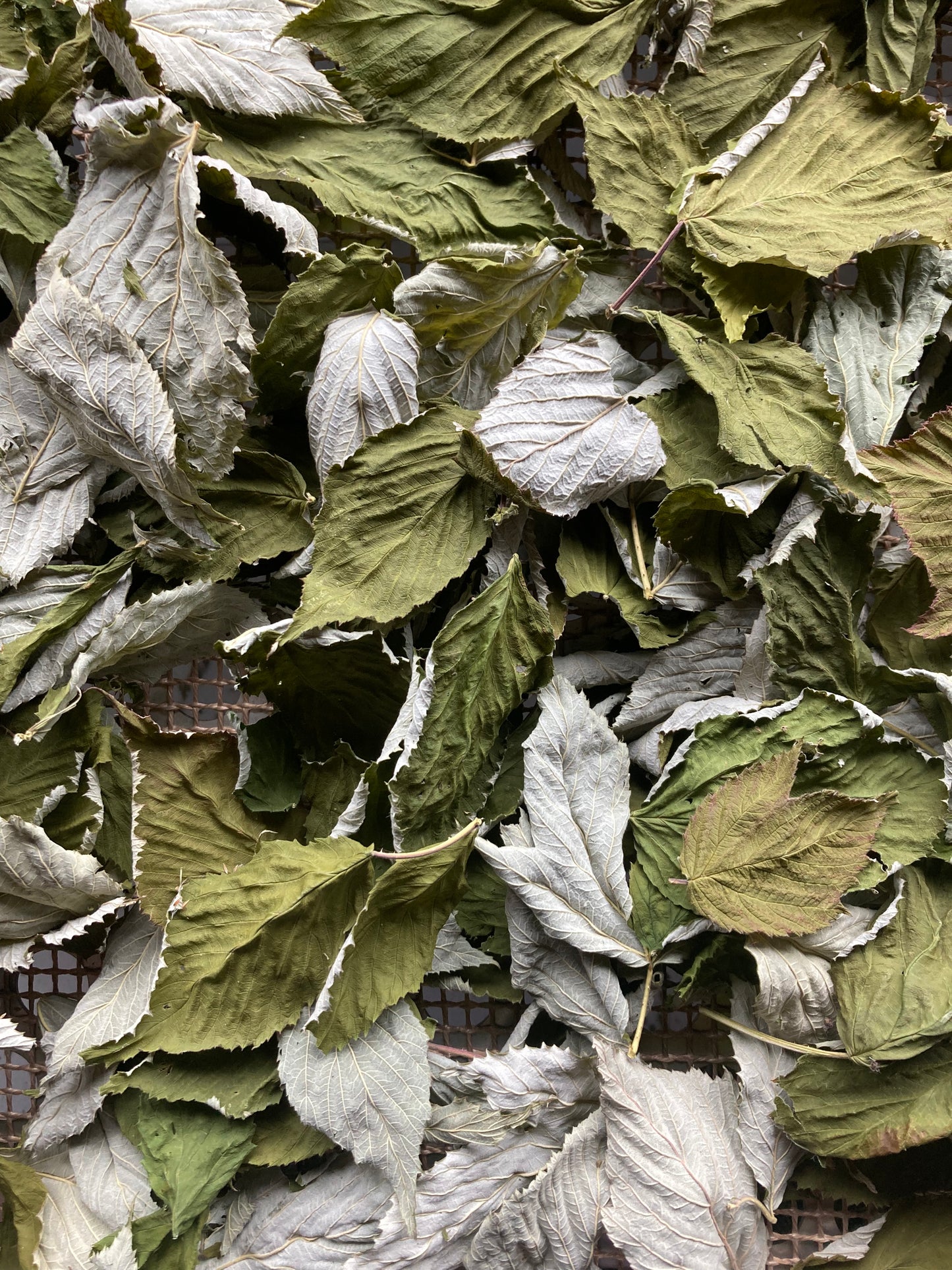 Mix aromatique Umami bleu image 9