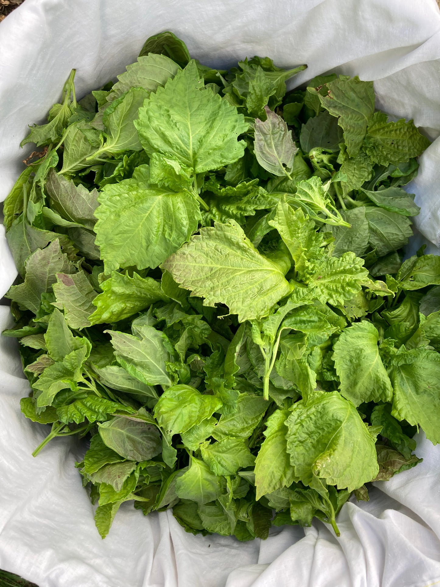Mix aromatique Umami bleu image 5
