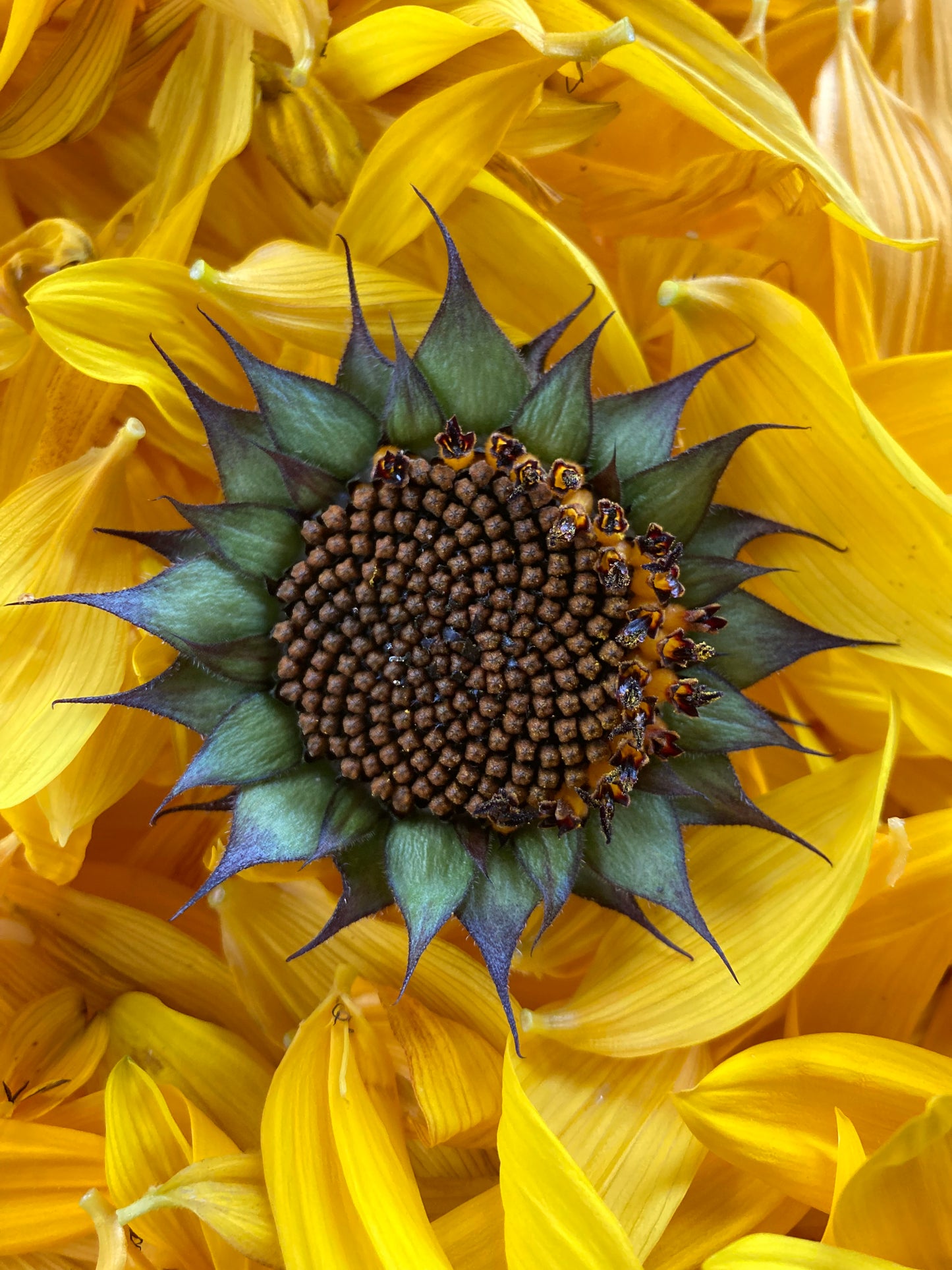 Tisane Shiso pourpre et Tournesol image 3