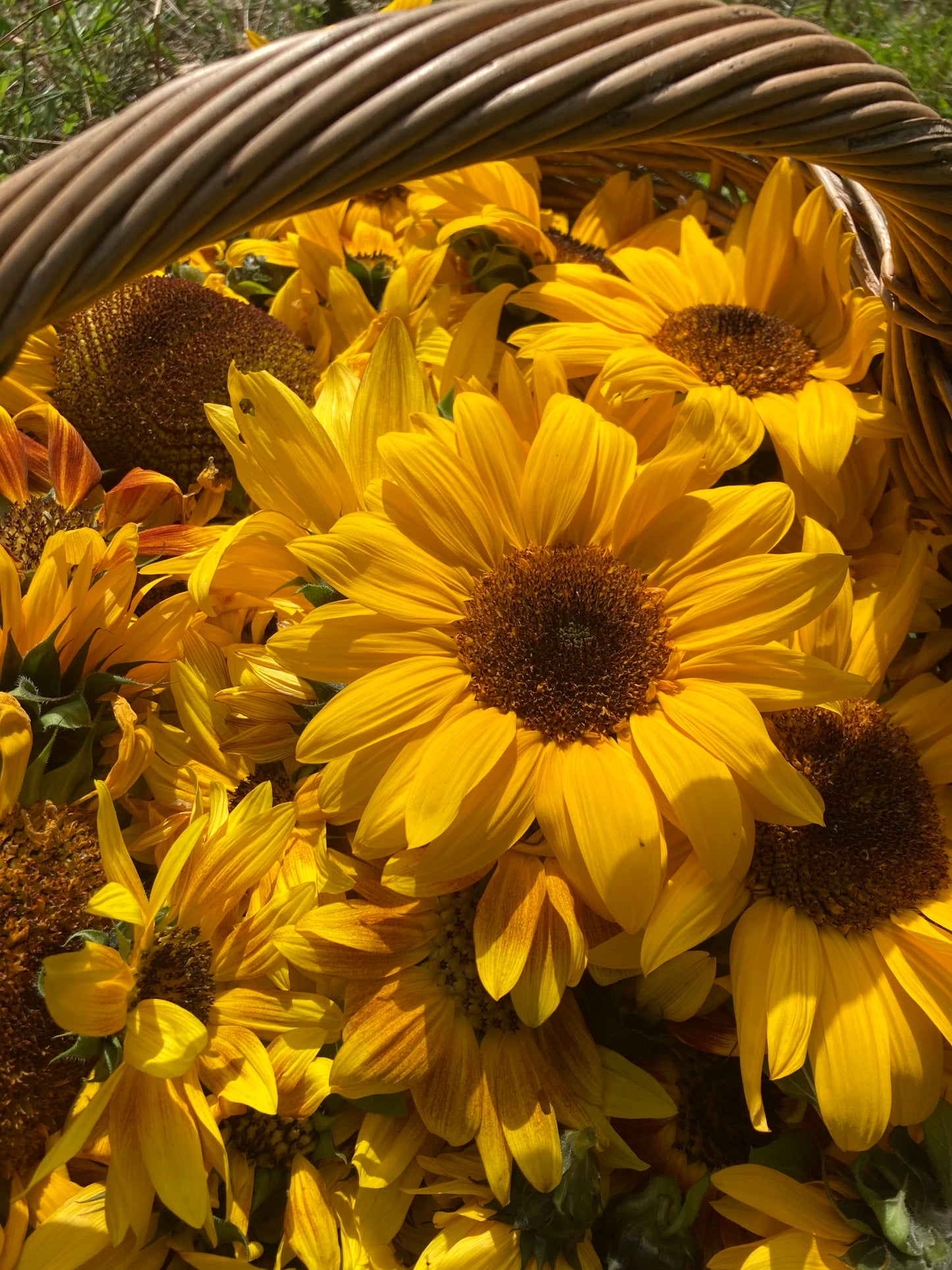 Mix aromatique Shiso pourpre X Tournesol image 6