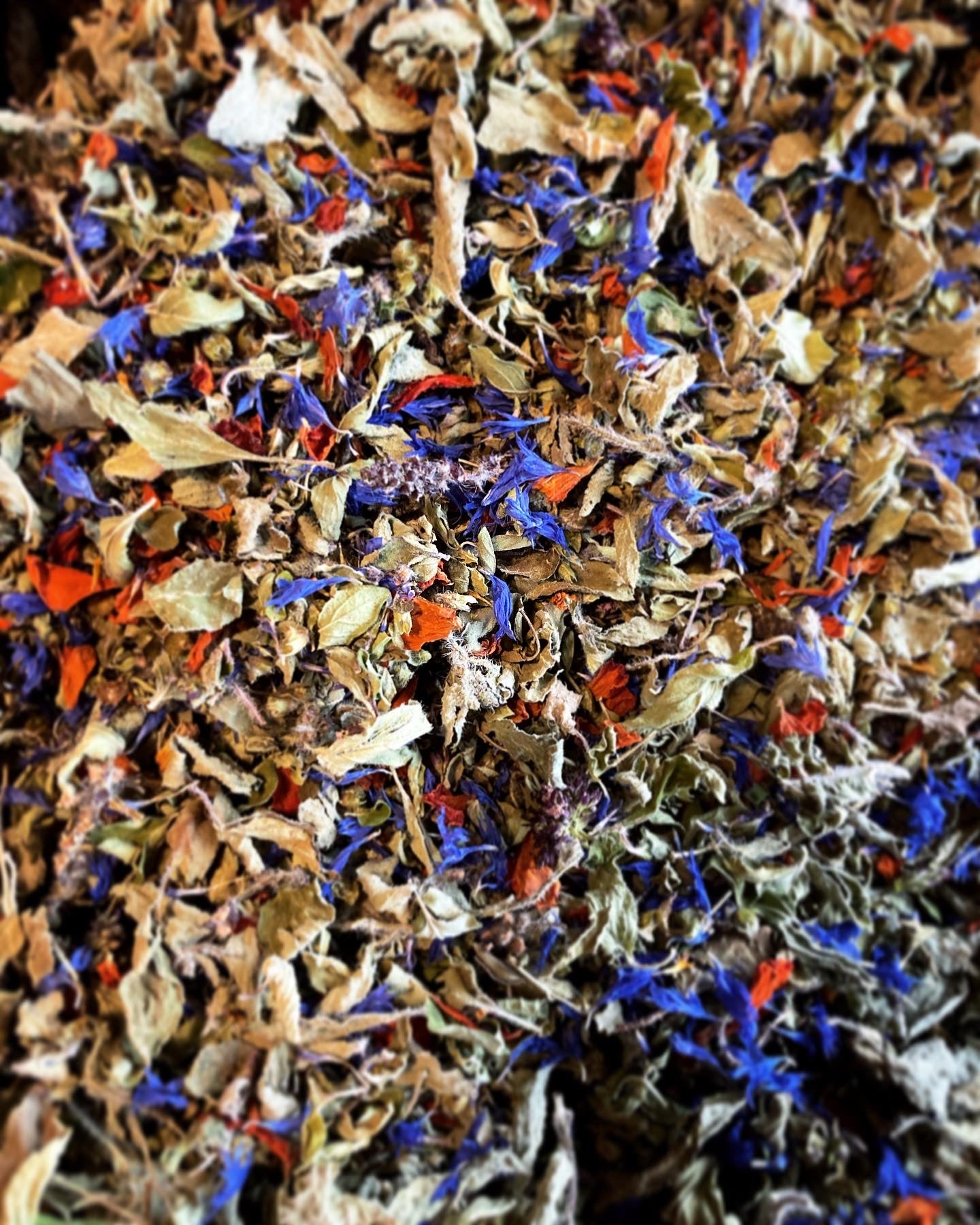 Tisane Origan et Basilic Tulsi image 0