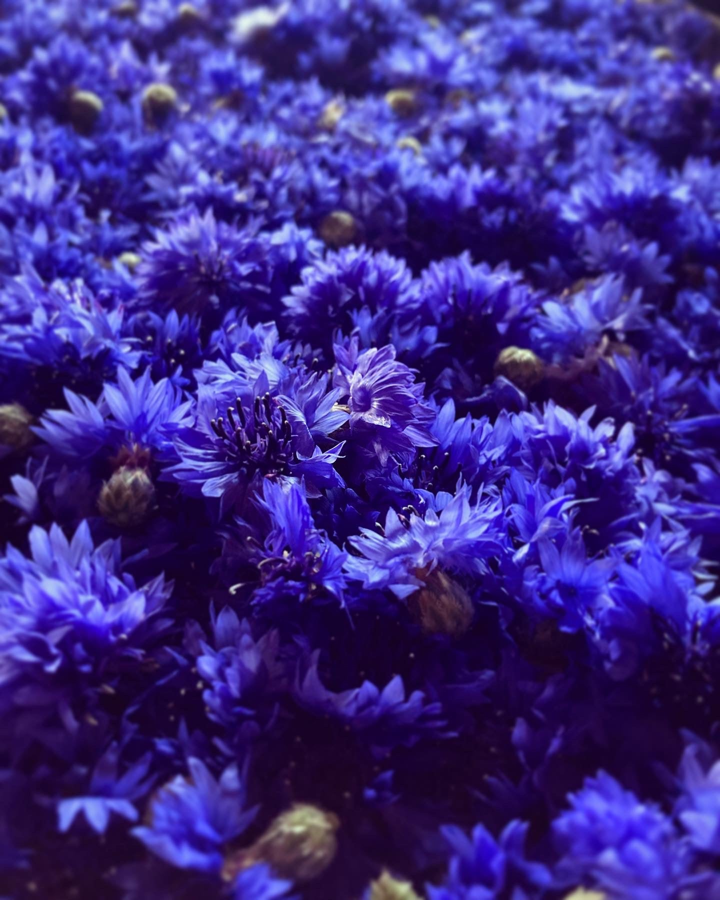 Mix aromatique Feu d'artifleurs Basilic Thaï image 6
