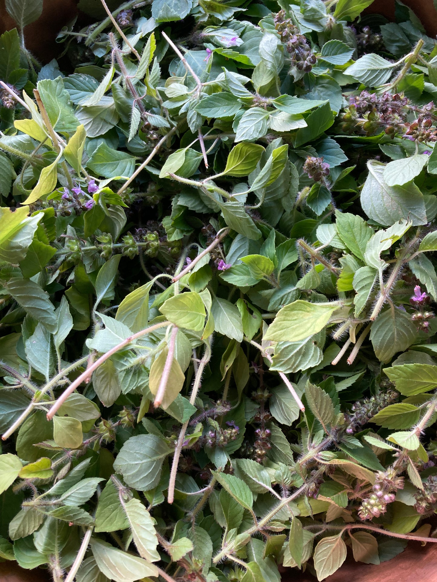 Tisane Mélisse et Basilic Thaï image 5