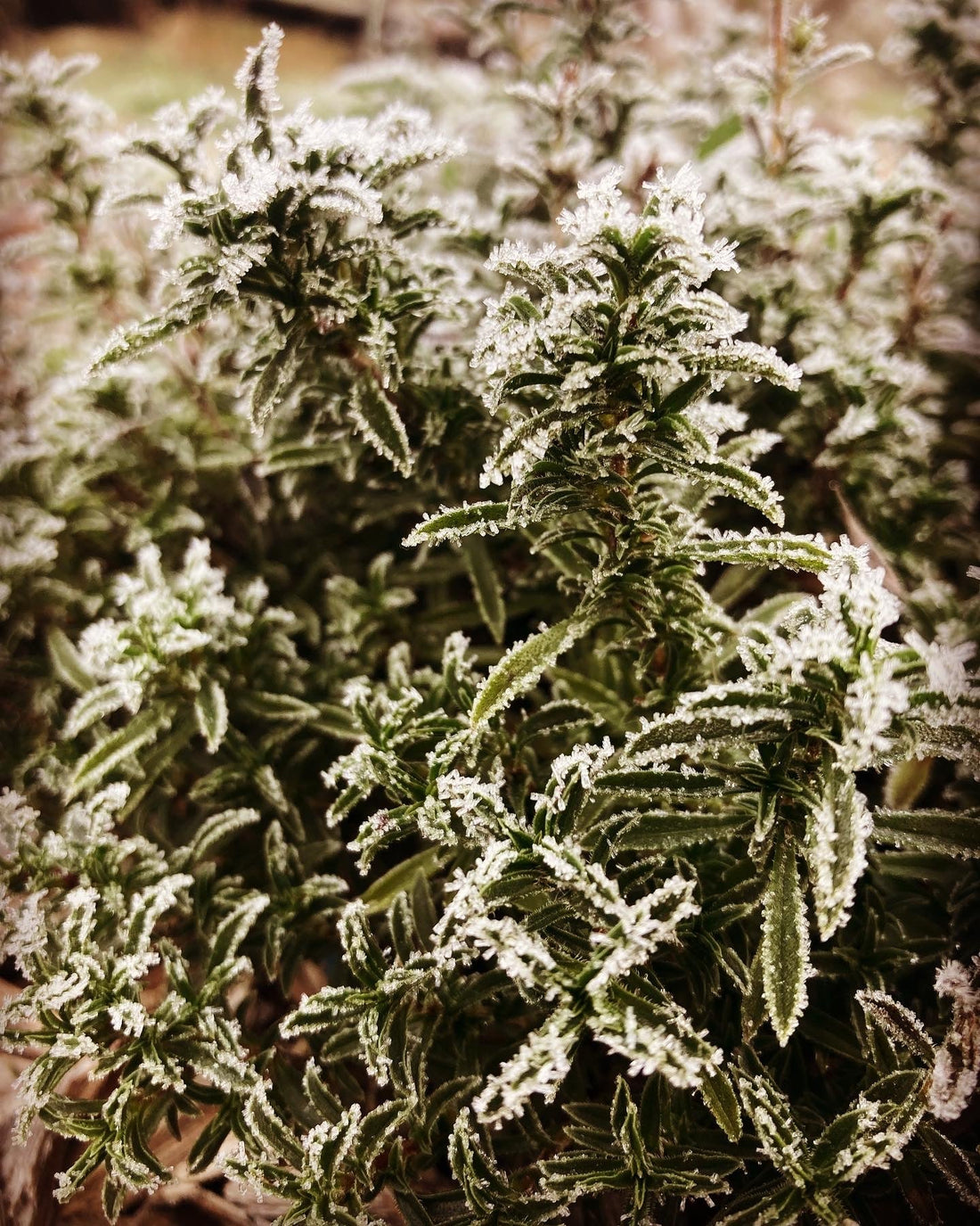 Hot people drink tea / C'est l'hiver, d'accord. Mais...