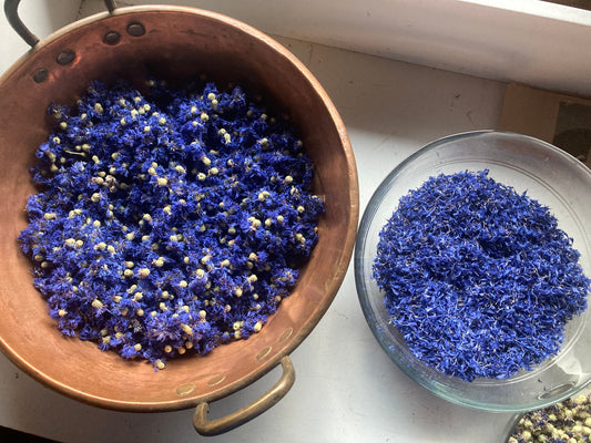 À l'atelier, les fleurs de Bleuets sont patiemment mondées pour ne conserver que les pétales au bleu intense