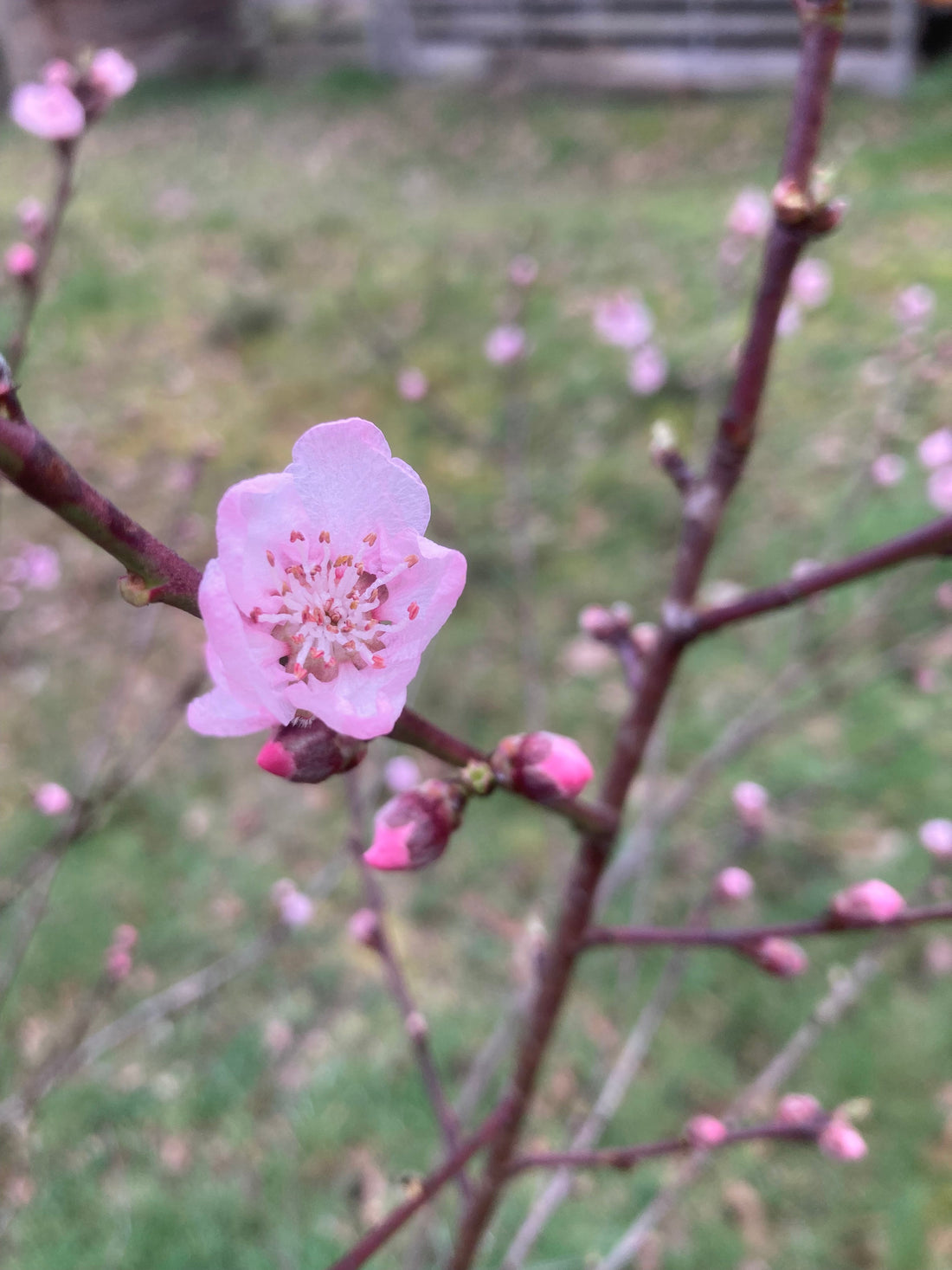 fleur de pêcher qui s'épanouit et qui annonce l'arrivée du printemps