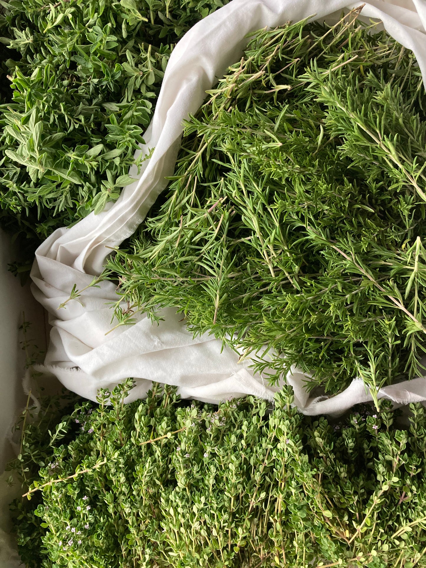 Tisane Basilic pourpre et Sarriette image 4