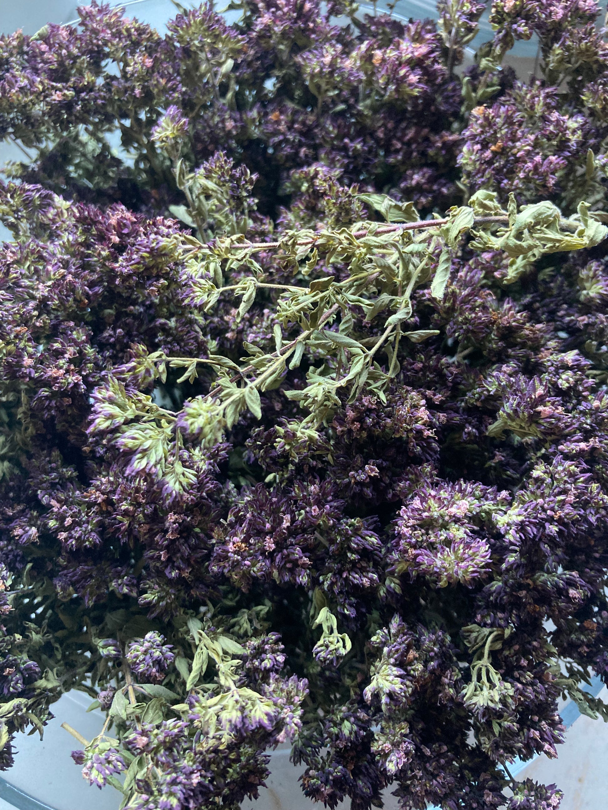 Tisane Origan et Basilic Tulsi image 4