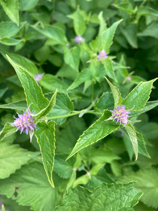 Mix aromatique Agastache anisée image 0