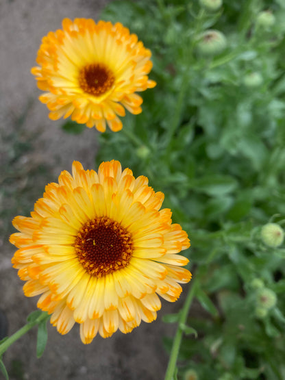 Tisane Mélisse et Basilic Thaï image 6