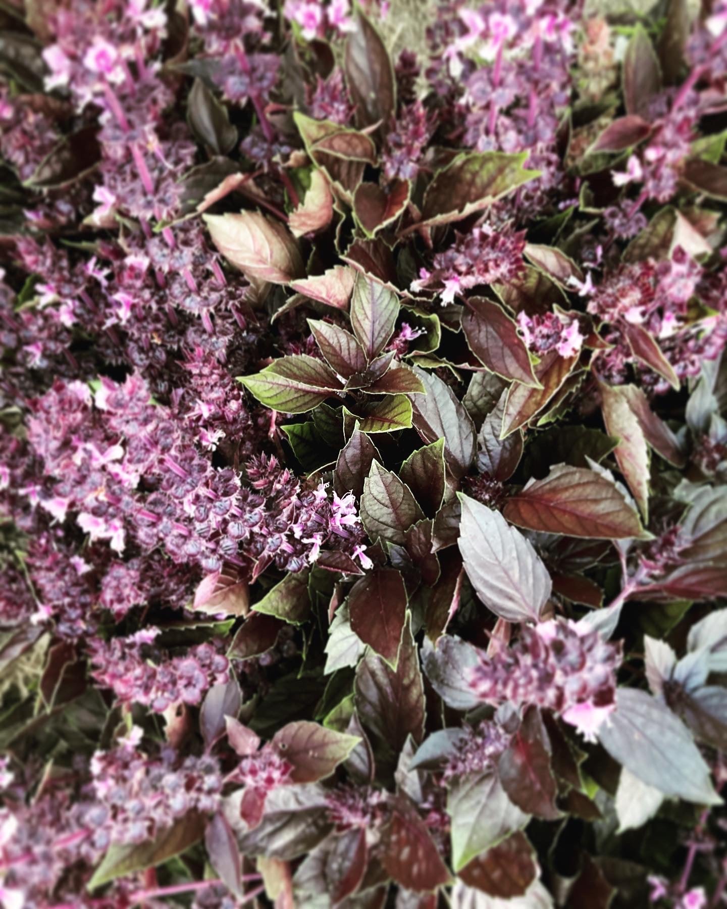 Tisane Basilic pourpre et Sarriette image 3
