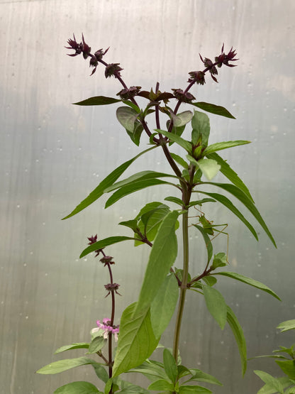 Tisane Mélisse et Basilic Thaï image 8