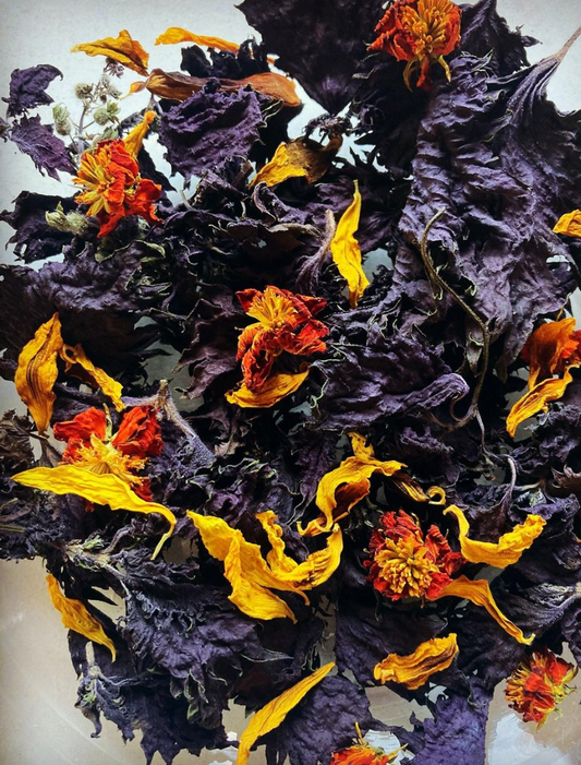 Tisane Shiso pourpre et Tournesol image 0