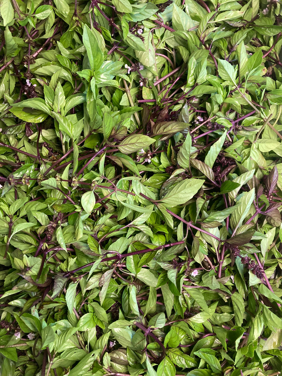 Mix aromatique Basilic Thaï