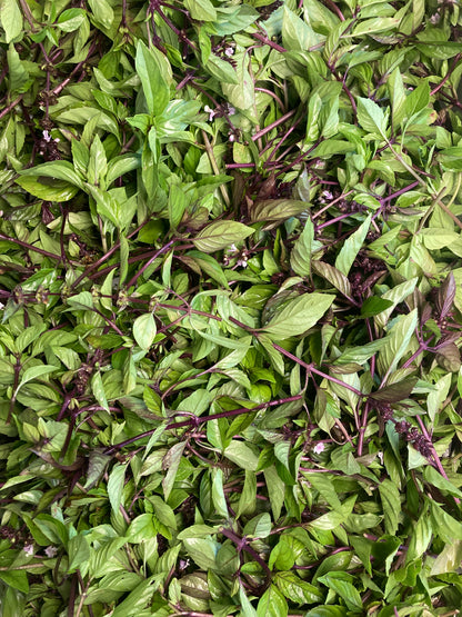 Mix aromatique Basilic Thaï