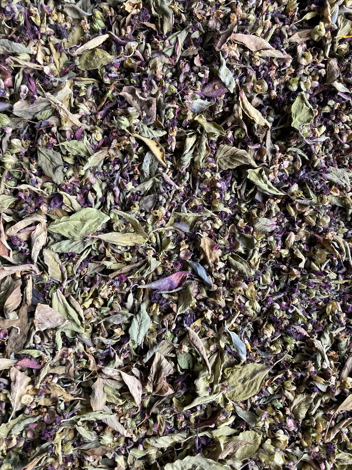 feuilles et fleurs de Basilic Thaï séché à l'atelier, prêt à être passé au tamis.