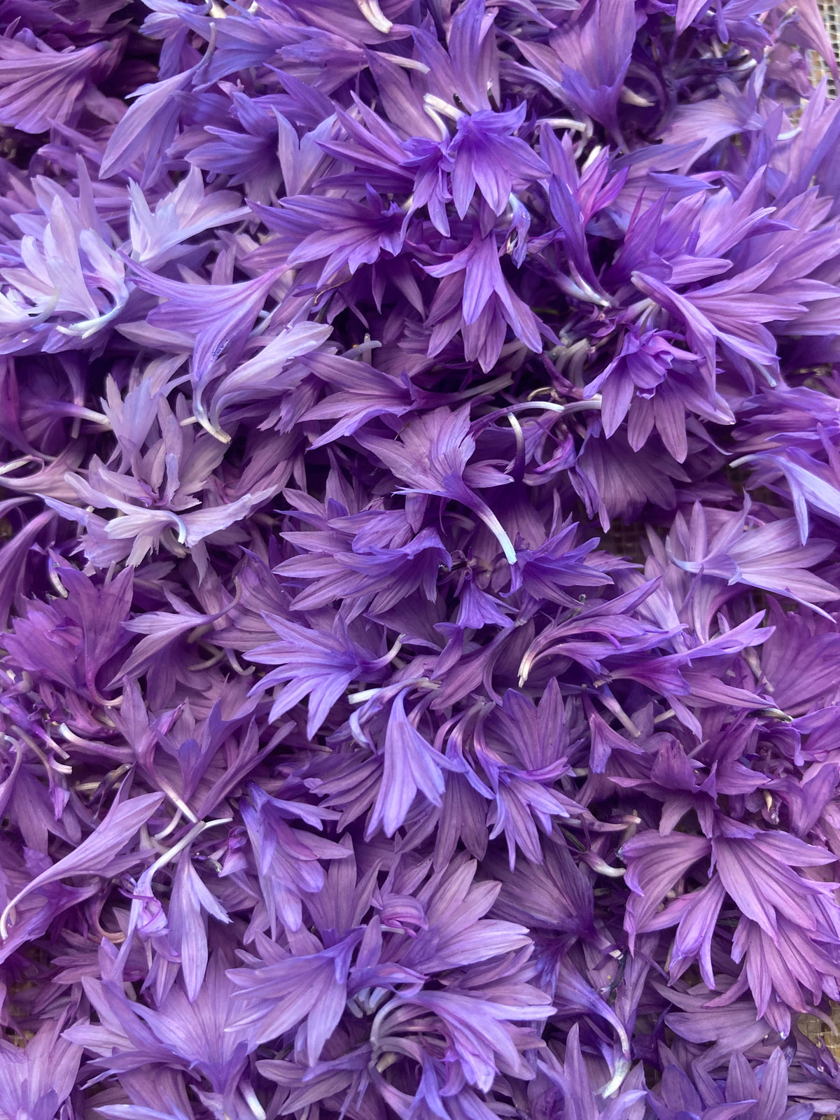 Pétales frais de Bleuets mauves avant mise au séchage à l'atelier.