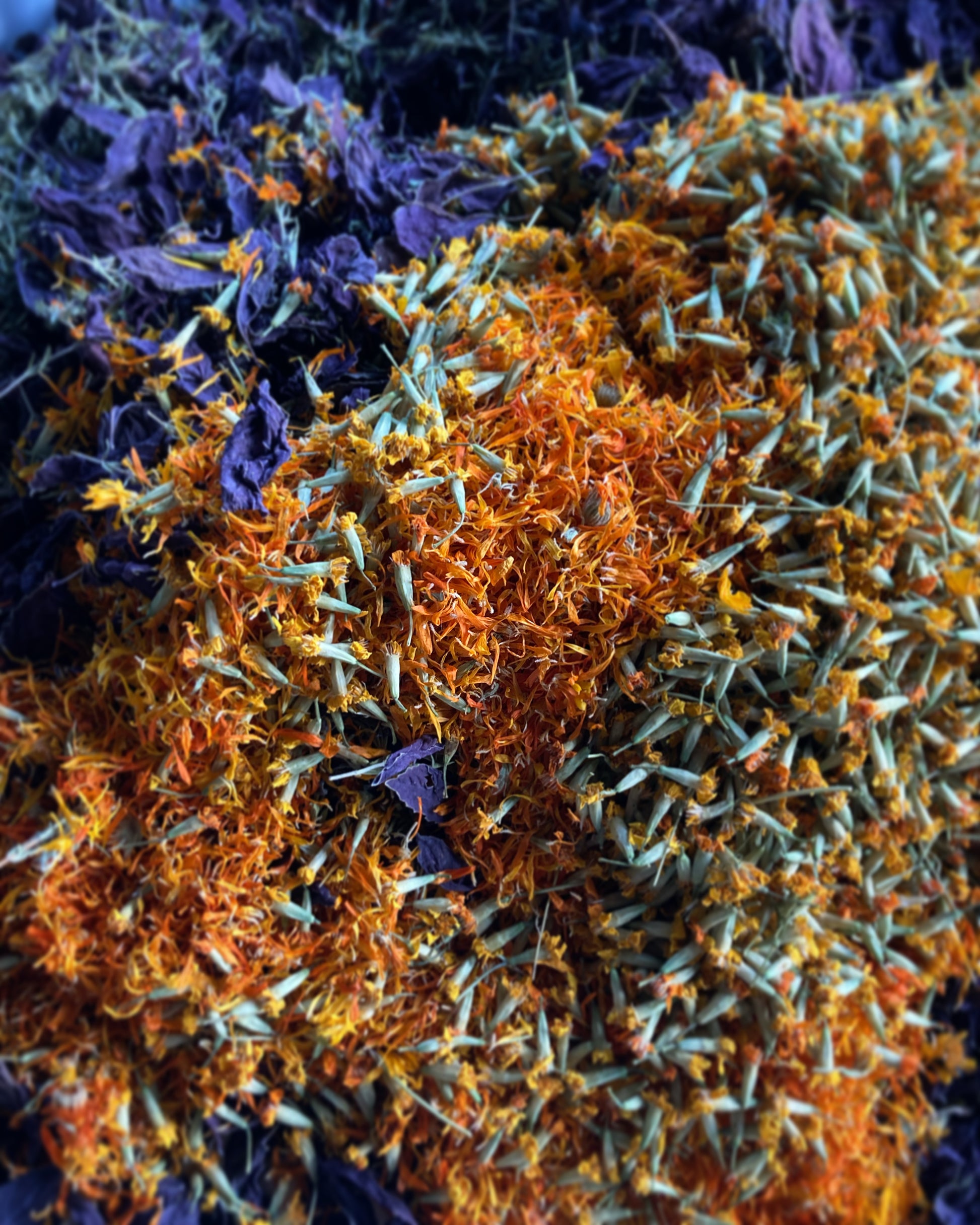 Tisane Basilic pourpre et Sarriette image 2