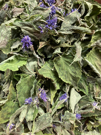 Tisane Agastache anisée image 0