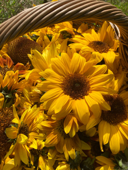 Mix aromatique Shiso pourpre X Tournesol image 6
