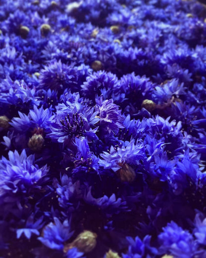 Mix aromatique Feu d'artifleurs Basilic Thaï image 6