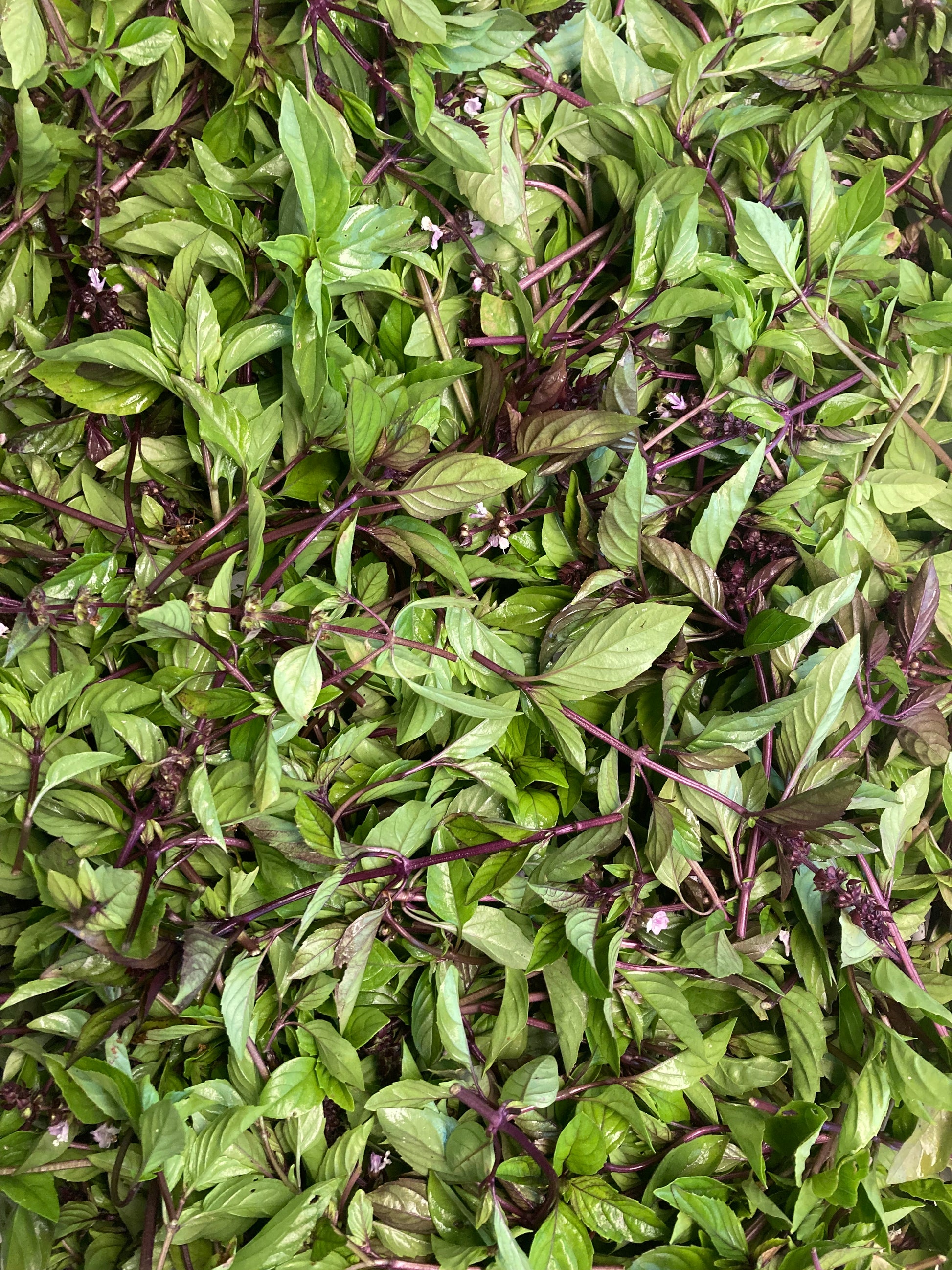 Mix aromatique Basilic 'Cannelle' image 4