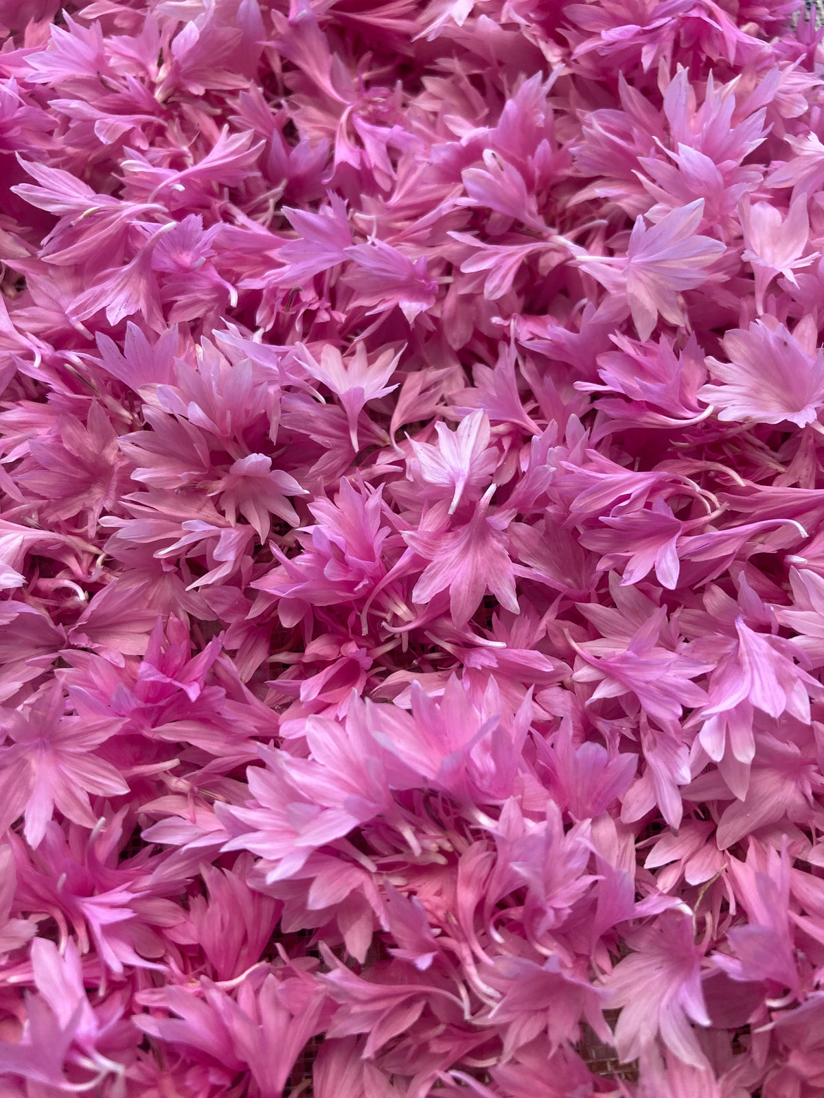 des pétales de Bleuet rose frais vus de très près